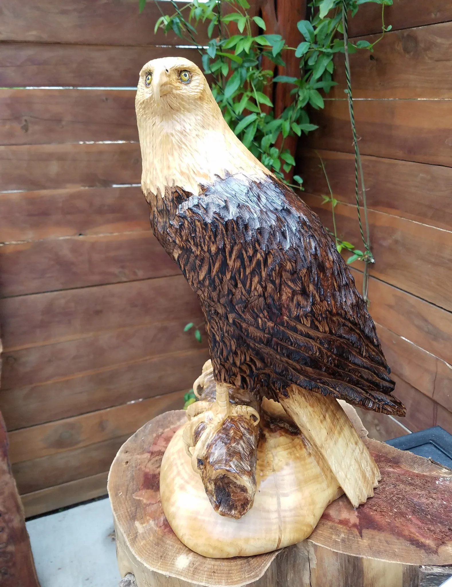 Bald Eagle Perched