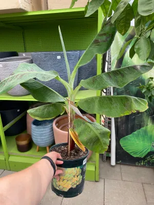 Banana Plant