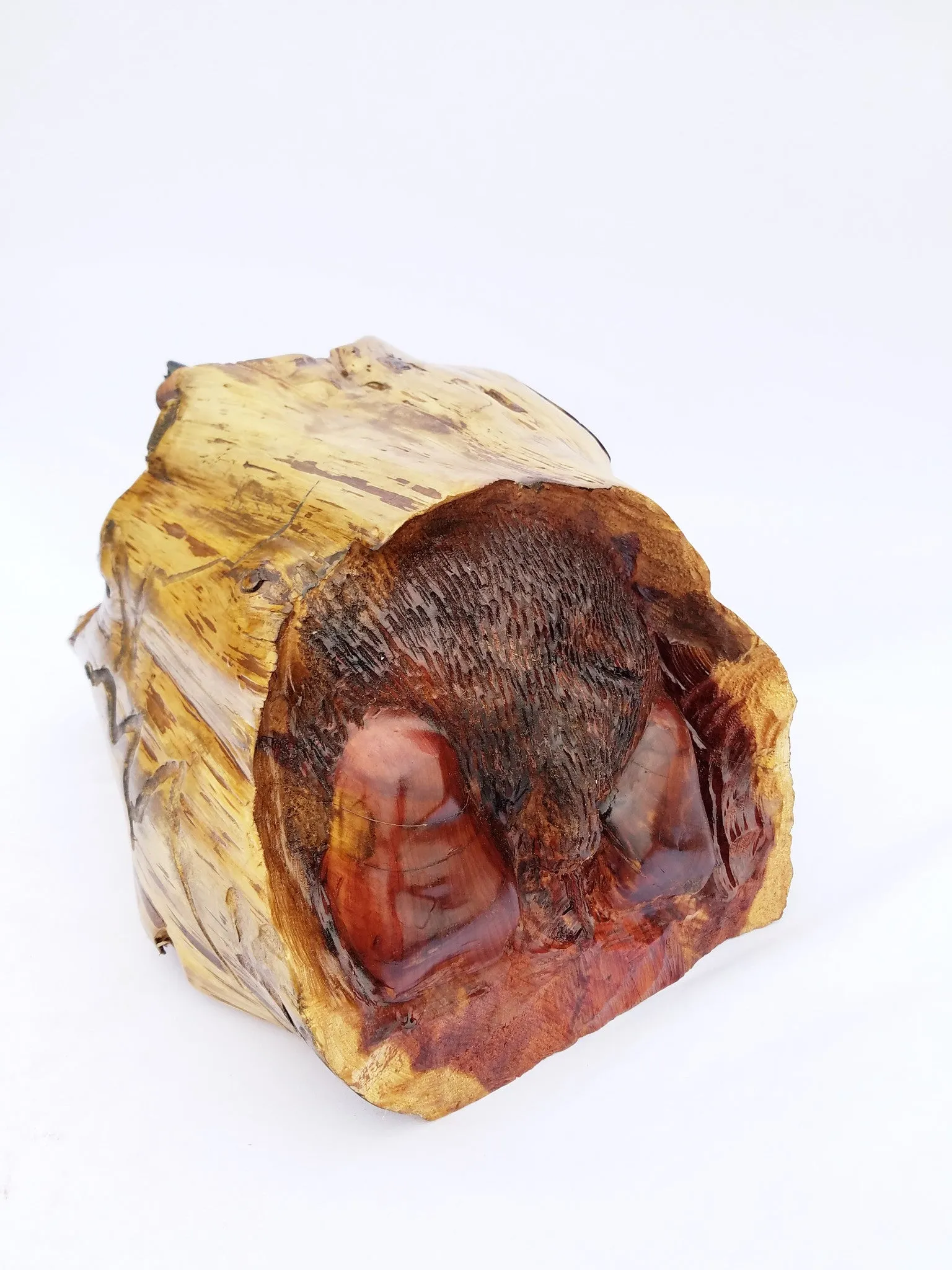 Bear in Log