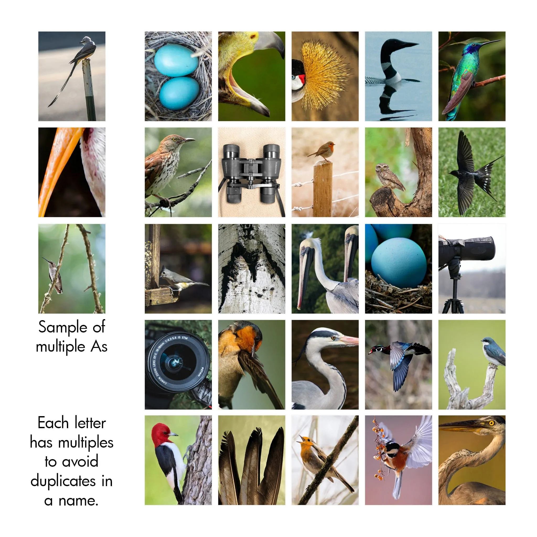 Bird Watching Name Art