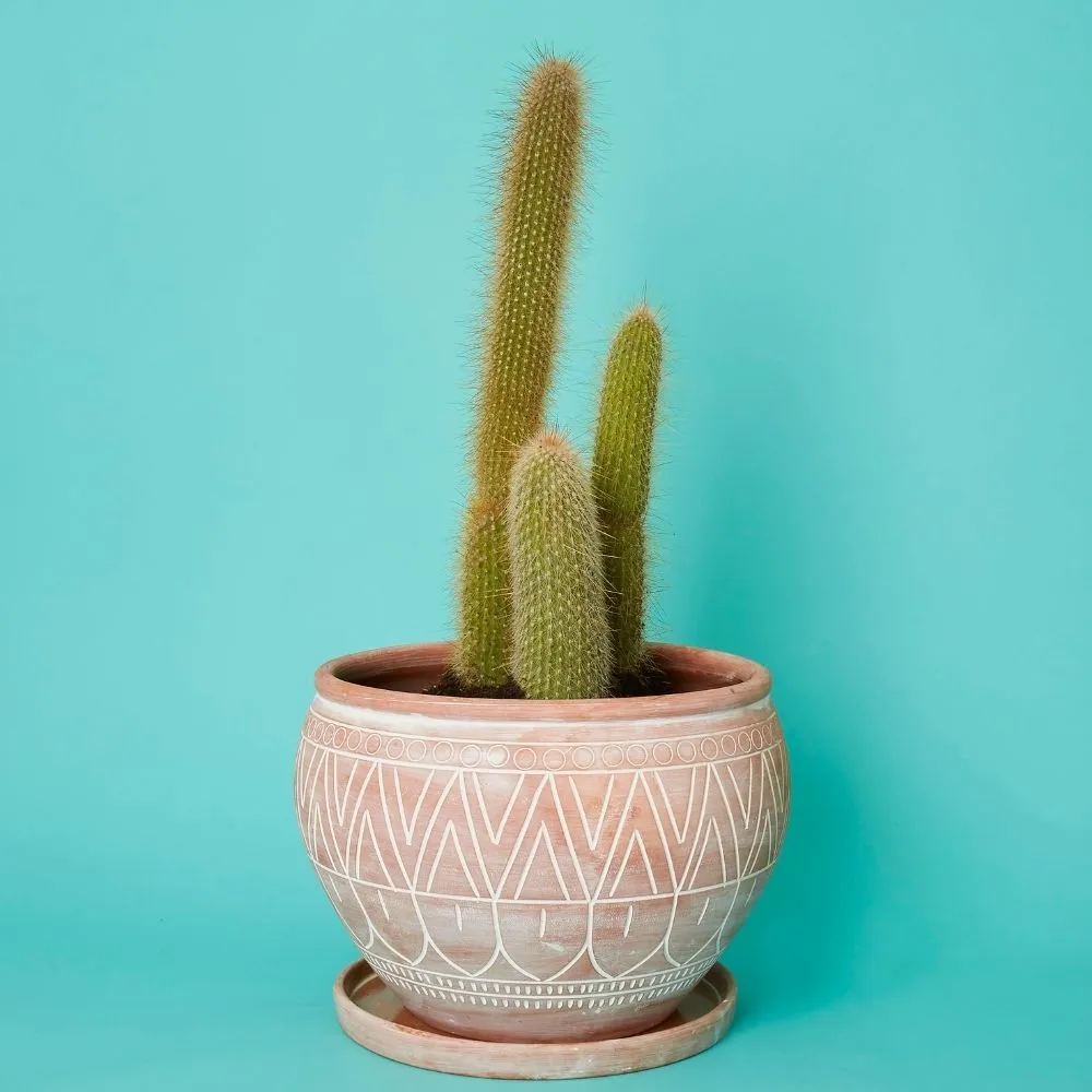 Large Terracotta Belly Pot Saucer