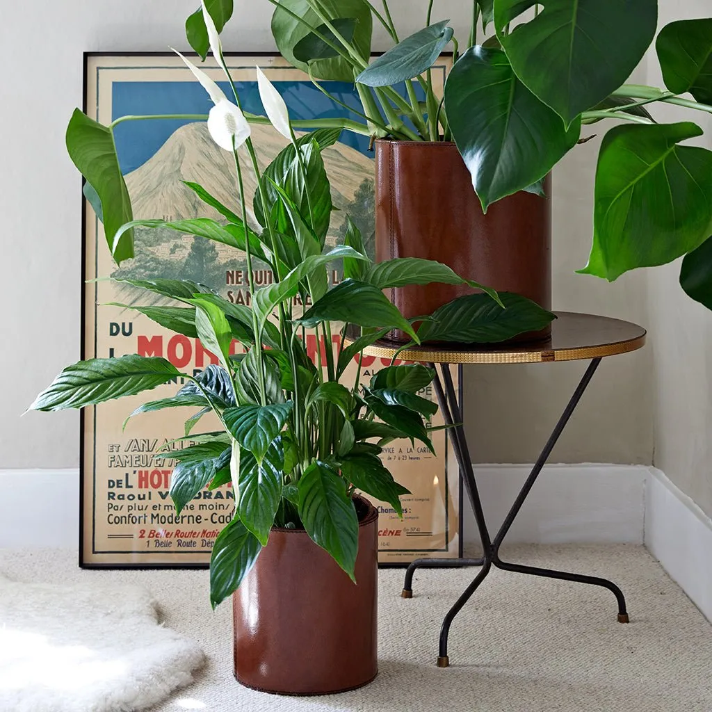 Leather Plant Holder - Two Sizes
