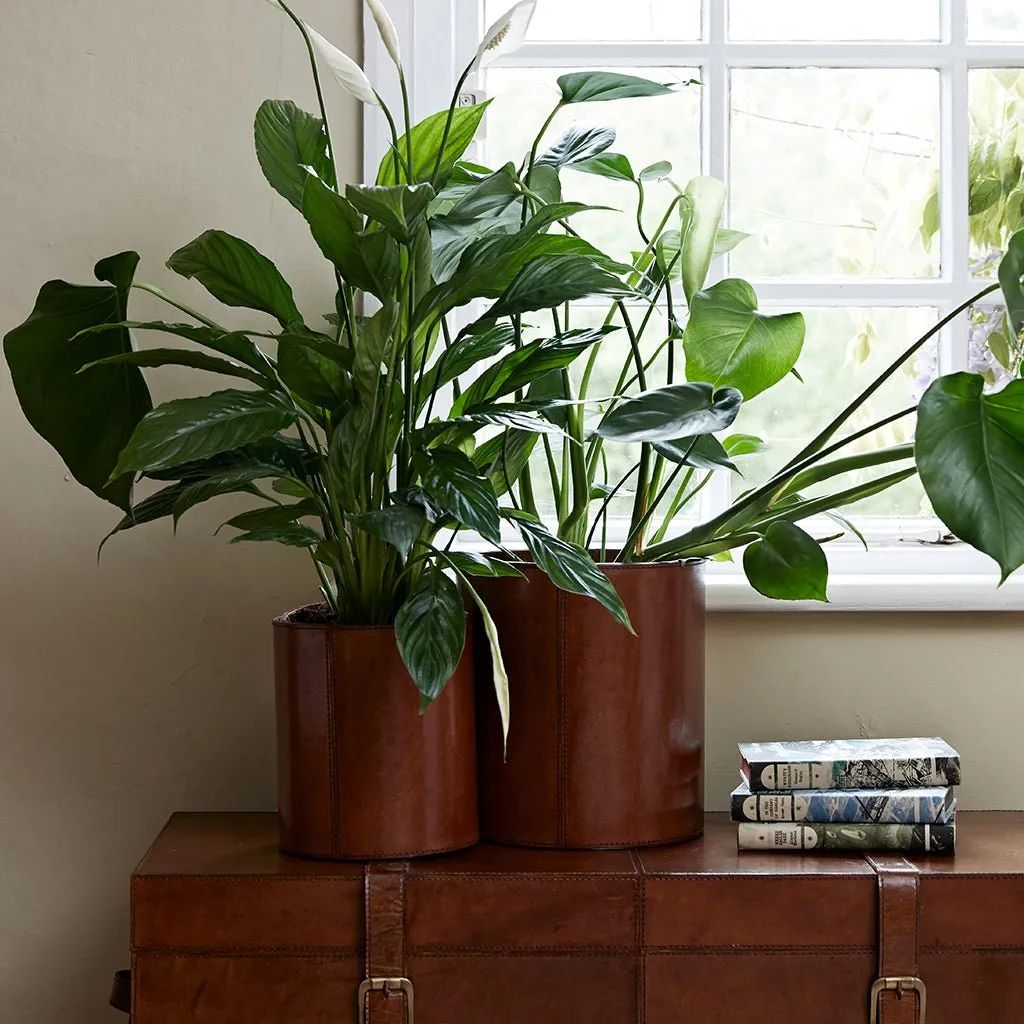 Leather Plant Holder - Two Sizes