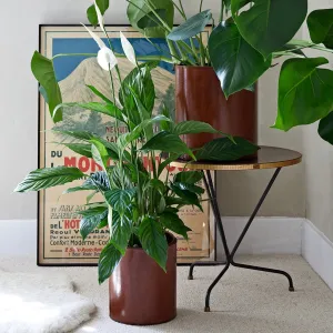 Leather Plant Holder - Two Sizes