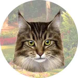 Maine Coon Car Coaster