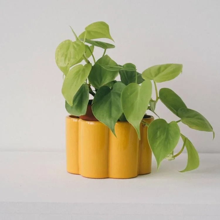 Paula Self Watering Planter Pot - Mustard Yellow