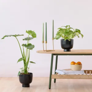 Shing Plinth Planter - Black