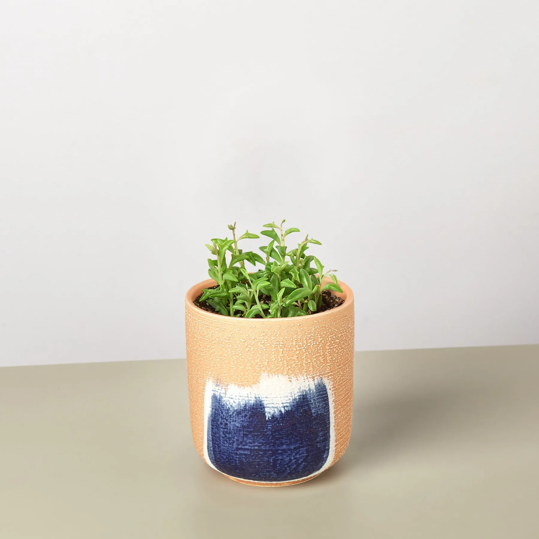 Succulent 'String of Dolphins'
