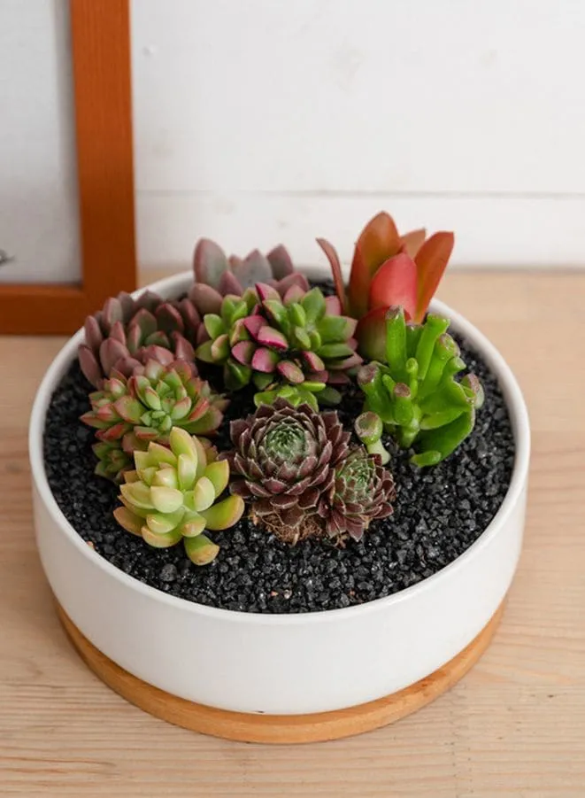 White Ceramic Indoor Plant Pots with Bamboo Tray, 1 Rectangle Pot   1 6.5 Inch Round Cactus Pot Set (Plants NOT Included)